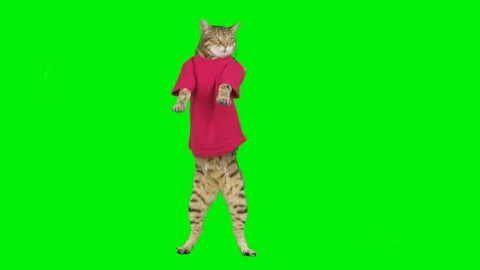 Sad cat dance Green Screen - Free MP4 Download