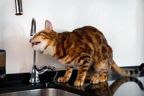 Bengal cat drinking water from kitchen faucet at home Stock Photos