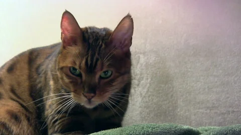 Bengal cat drools a little while kneading on a blanket, totally zoned out Stock Footage 45091234