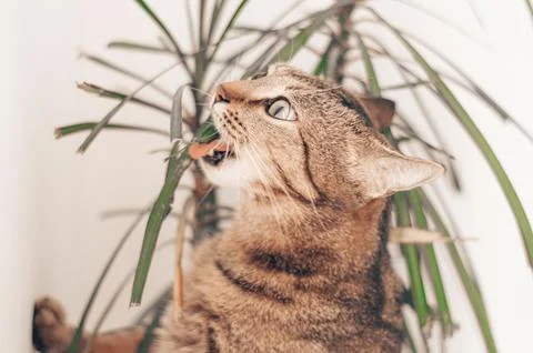 Bengal cat eating a domestic flower. The concept of proper and balanced nut.. Stock Photos