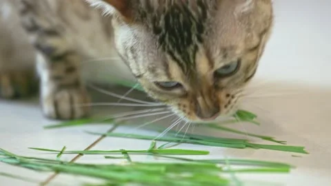 Bengal cat eats grass Stock-Footage 238564806
