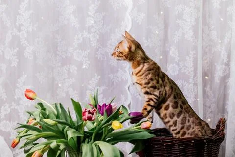 Bengal cat with flowers Foto stock