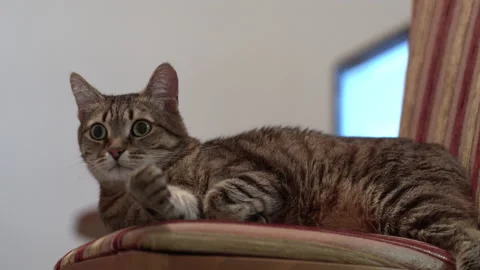 Bengal cat Stock Footage 158890705