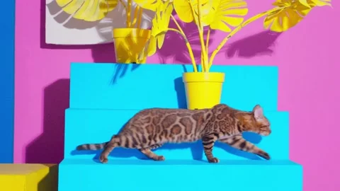 Bengal cat Stock Footage 224442813
