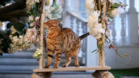 Bengal Cat On A Garden Swing Stock Footage 75238554