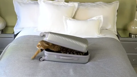 Bengal cat getting out of suitcase Vidéo 110064142