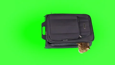 Bengal cat getting out of suitcase on green screen isolated with chroma key Stock Footage 249905585