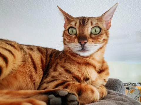 Bengal cat with green eyes sitting on top of cat tree Stock Photos