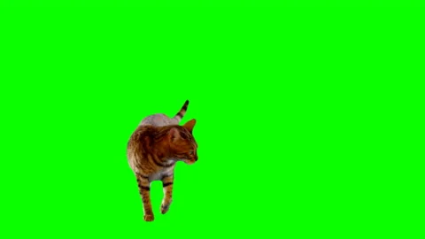 Bengal Cat on Green Screen Chroma Key Isolated Stock Footage 145791476