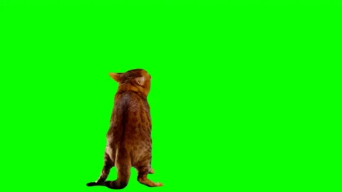 Bengal Cat on Green Screen Chroma Key Isolated Stock Footage 145791512