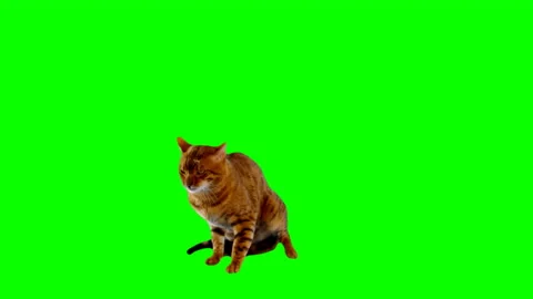 Bengal Cat on Green Screen Chroma Key Isolated Stock Footage 145791520