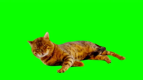 Bengal Cat on Green Screen Chroma Key Isolated 库存影片 145791659
