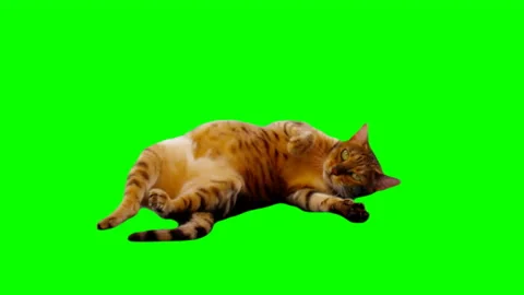 Bengal Cat on Green Screen Chroma Key Isolated Stock Footage 145791707