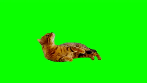 Bengal Cat on Green Screen Chroma Key Isolated Stock Footage 145791785