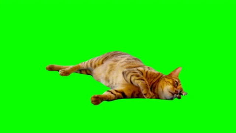 Bengal Cat on Green Screen Chroma Key Isolated Stock Footage 145791845