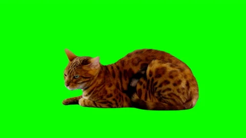 Bengal Cat on Green Screen Chroma Key Isolated Stock Footage 145791900