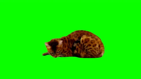 Bengal Cat on Green Screen Chroma Key Isolated Stock Footage 145791904