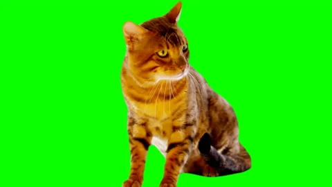 Bengal Cat on Green Screen Chroma Key Isolated Stock Footage 145793317