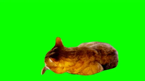 Bengal Cat on Green Screen Chroma Key Isolated Stock Footage 145793318