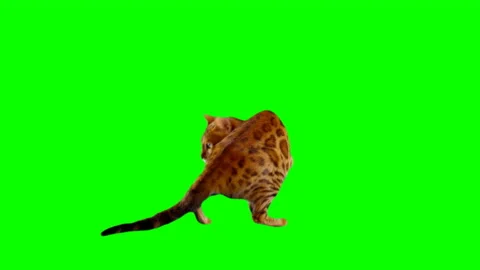 Bengal Cat on Green Screen Chroma Key Isolated Stock Footage 145793331