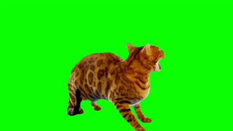 Bengal Cat on Green Screen Chroma Key Isolated Stock Footage 145793335