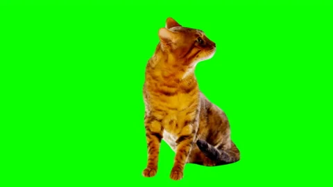 Bengal Cat on Green Screen Chroma Key Isolated 库存影片 145793337