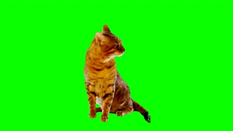 Bengal Cat on Green Screen Chroma Key Isolated Video stock 145793345