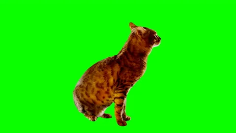Bengal Cat on Green Screen Chroma Key Isolated Stock Footage 145793350