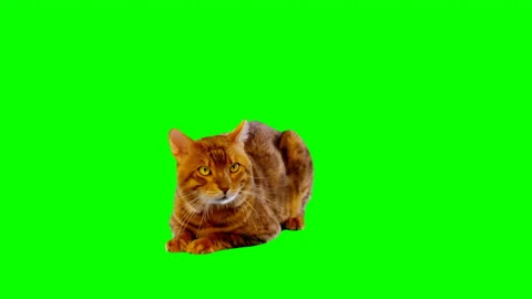 Bengal Cat on Green Screen Chroma Key Isolated Video stock 145799402