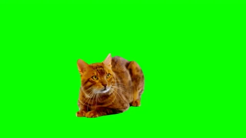 Bengal Cat on Green Screen Chroma Key Isolated 库存影片 145799412