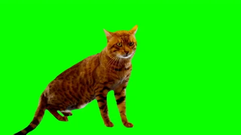Bengal Cat on Green Screen Chroma Key Isolated Stock Footage 145799508