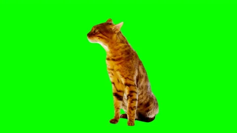 Bengal Cat on Green Screen Chroma Key Isolated Stock Footage 145799558