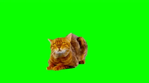 Bengal Cat on Green Screen Chroma Key Isolated Stock Footage 145799571