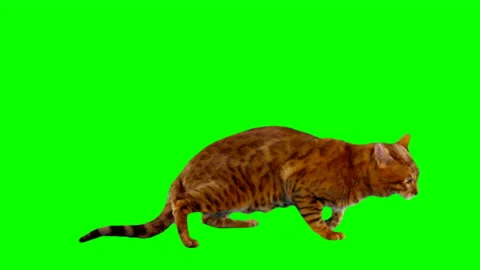 Bengal cat on green screen isolated with chroma key, real shot. Cat Video stock 145791522