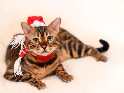 Bengal cat in hat and scarf Stock Photos