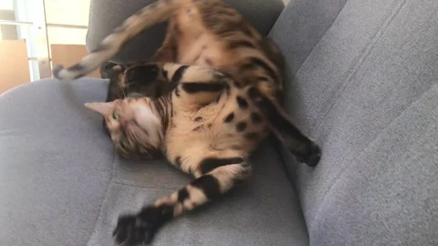 Bengal Cat having fun Video stock 129839069