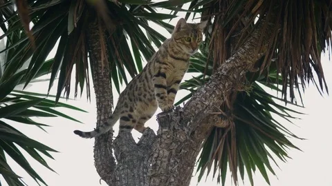 Bengal Cat Jumping Branches On Tree 4k Stock Footage 79658048