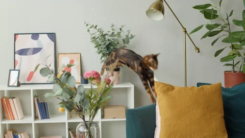 Bengal cat jumping on sofa. Brown kitten jumps on couch. Furry pedigreed pet Stock Footage 165015848