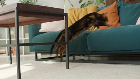 Bengal cat jumping on sofa in living room. Domestic animal at home. Leopard Stock Footage 165014807
