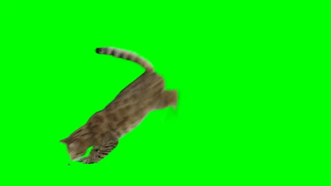 Bengal cat jumps down from the platform sits down &amp; eats treats on green screen Видео 254626464