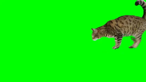 Bengal cat jumps down from the platform and sits down on green screen Vidéo 254627009