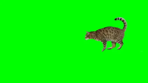 Bengal cat jumps from one platform to another on green screen chroma key 120 fps Stock Footage 254625804