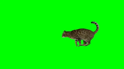 Bengal cat jumps from one platform to another and jumps down on green screen Stock Footage 254626073