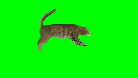 Bengal cat jumps from one platform to another and sits down on green screen Vídeos de archivo 254627055