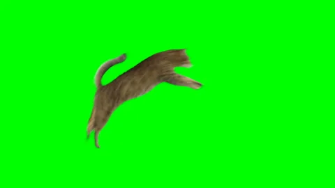 Bengal cat jumps from one platform to another and jumps down on green screen Vídeo Stock 254627096