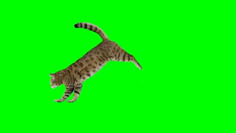 Bengal cat jumps from one platform to another on green screen chroma key 120 fps Video stock 254627219