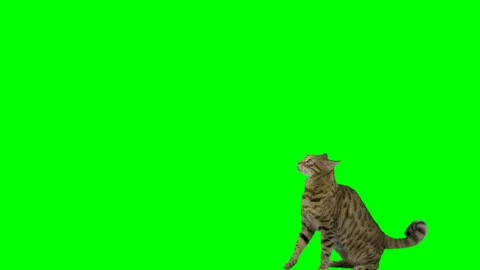 Bengal cat jumps up onto platform, sits down then jumps down on green screen Vidéo 254628593