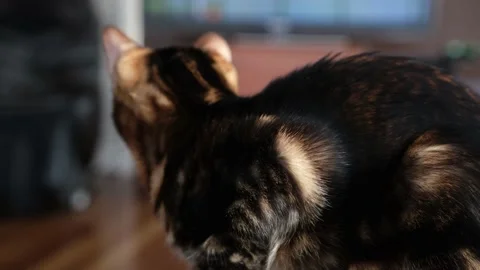 Bengal cat kitten watching tv Stock Video Pond5