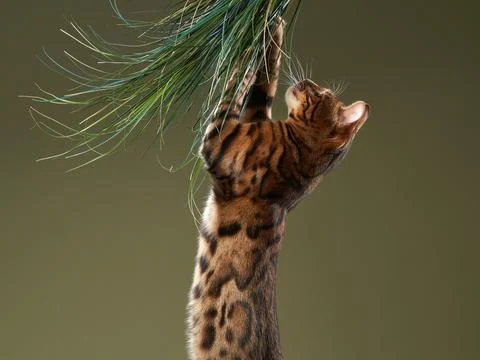 Bengal cat leaps for a toy on a string, Energetic playtime Stock Photos