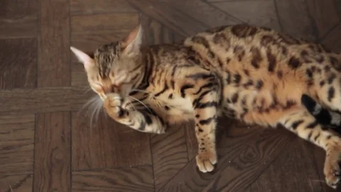 Bengal cat licks pow Stock Footage